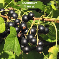 Комплект 5шт  / Йошта Рекст